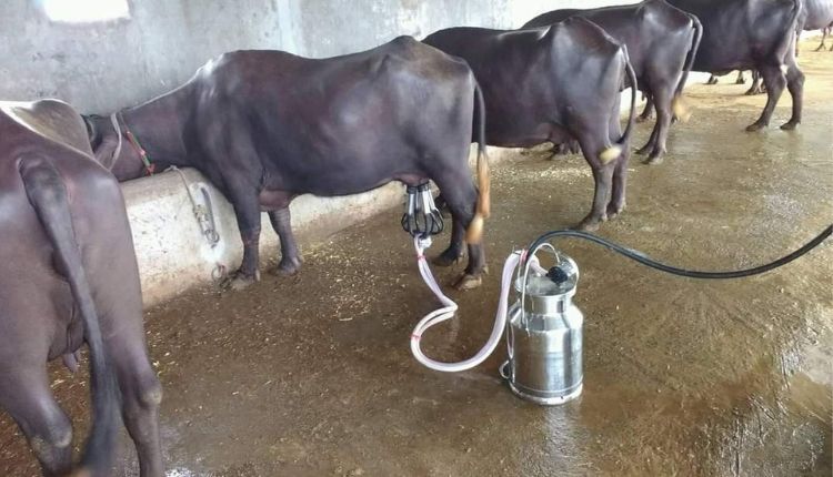 भूपेंद्र पाटीदार दुग्ध क्रांति (bhupendra patidar dairy farming