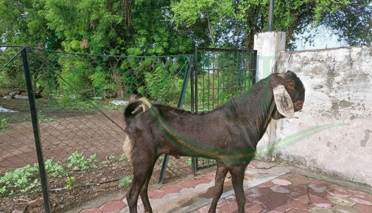 बकरी पालन व्यवसाय ( goat farming business)