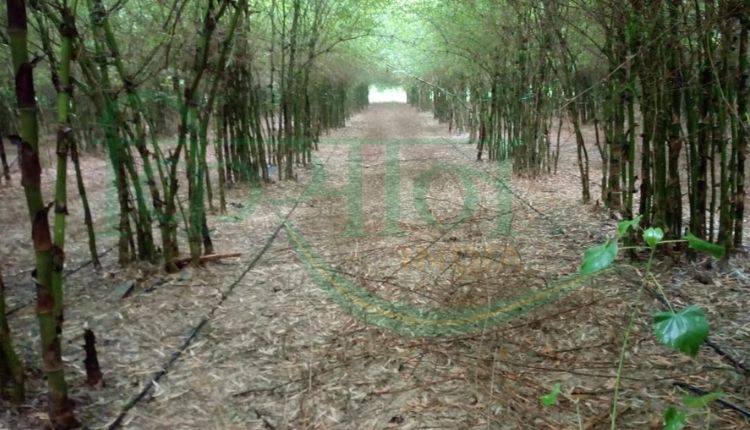 बांस की खेती (bamboo cultivation )