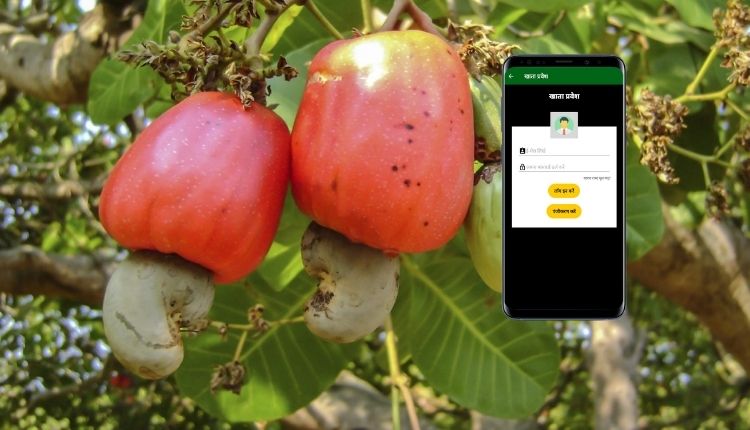 cashew india app for cashew farming (काजू की खेती के लिए ऐप)