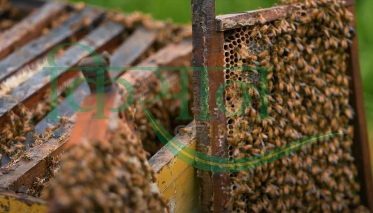 beekeeping ( मधुमक्खी पालन )