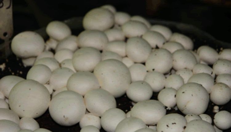 बटन मशरूम का उत्पादन और खेती ( button mushroom farming)