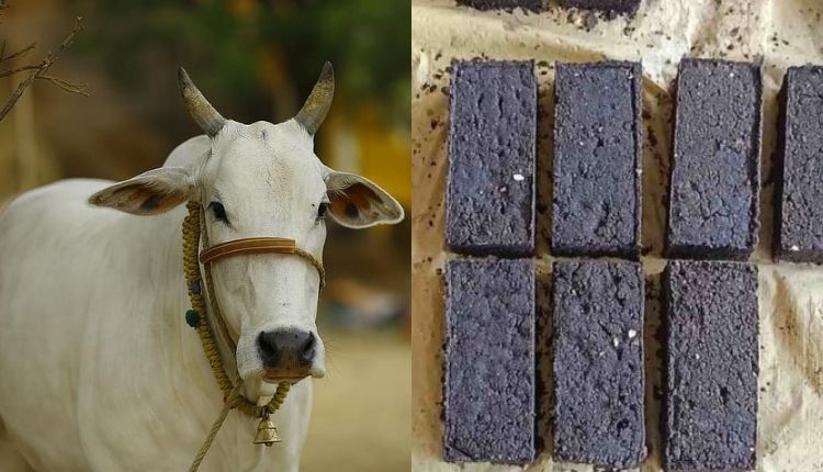 गाय-भैंस भी खाएंगी चॉकलेट ( chocolate for animals )