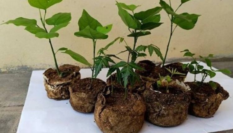 groundnut shell pots ( मूंगफली के छिलकों )