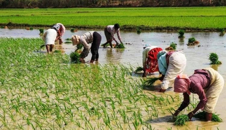 zero budget natural farming ज़ीरो बजट खेती