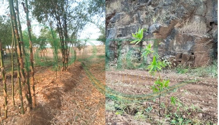 बांस की खेती (bamboo cultivation )