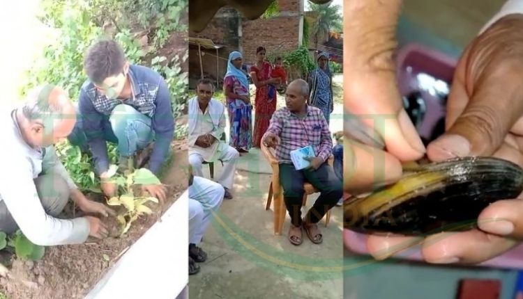 मोती की खेती संतोष कुमार सिंह (pearl farming santosh kumar singh)मोती की खेती संतोष कुमार सिंह (pearl farming santosh kumar singh)