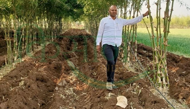 बांस की खेती (bamboo cultivation )