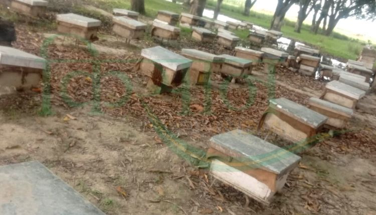 नाबार्ड योजना मधुमक्खी पालक (nabard scheme beekeeping farmers)