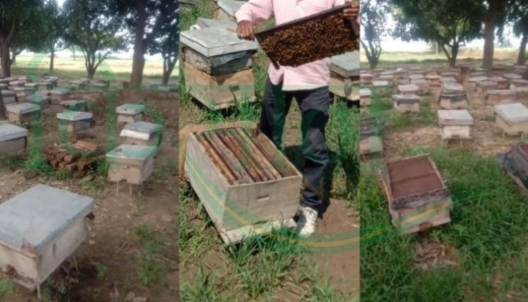 नाबार्ड योजना मधुमक्खी पालक (nabard scheme beekeeping farmers)