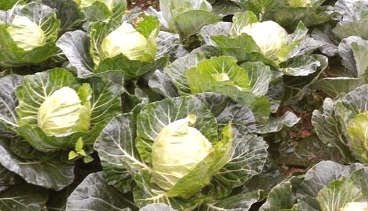 cabbage waste food products (पत्ता गोभी की खेती और कचरा) 