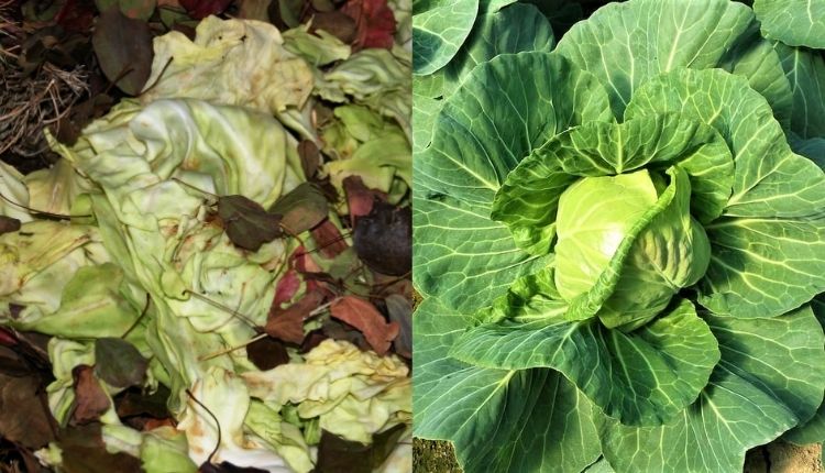 cabbage waste food products (पत्ता गोभी की खेती और कचरा)