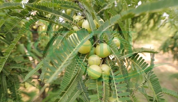  आंवले की खेती कैलाश चौधरी ( amla farming kaliash choudhary)