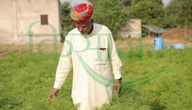  आंवले की खेती कैलाश चौधरी ( amla farming kaliash choudhary)