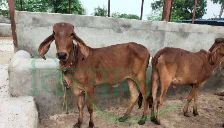 dairy farming national milk day dr. verghese kurien ( दूध उत्पादन डेयरी फार्मिंग)