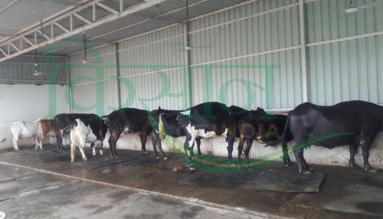 dairy farming national milk day dr. verghese kurien ( दूध उत्पादन डेयरी फार्मिंग)