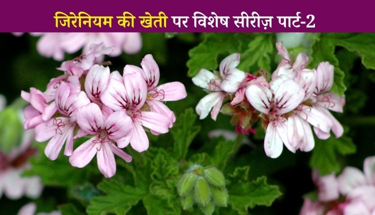 जिरेनियम की खेती geranium farming