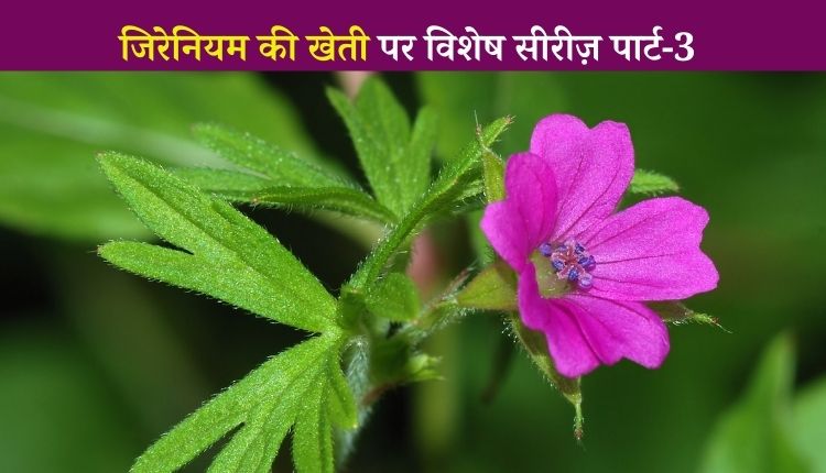 जिरेनियम की खेती geranium farming