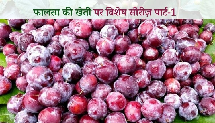 फालसा की खेती (Falsa Farming)