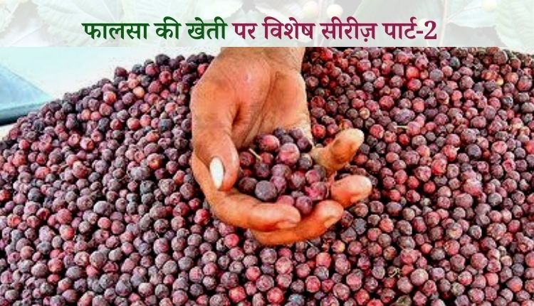 फालसा की खेती (Falsa Farming) fa