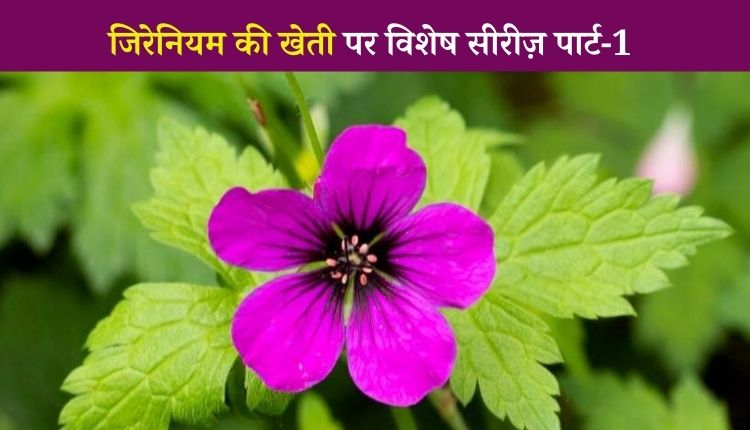 जिरेनियम की खेती geranium farming