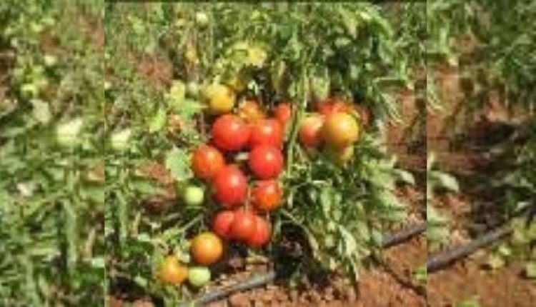 टमाटर की खेती के लिए किस्में (Tomato varieties Farming