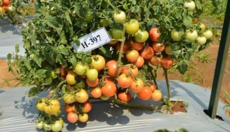 टमाटर की खेती के लिए किस्में (Tomato varieties Farming