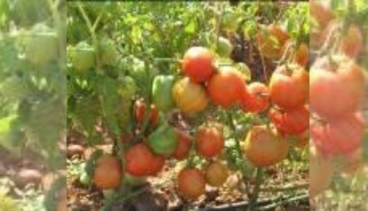 टमाटर की खेती के लिए किस्में (Tomato varieties Farming