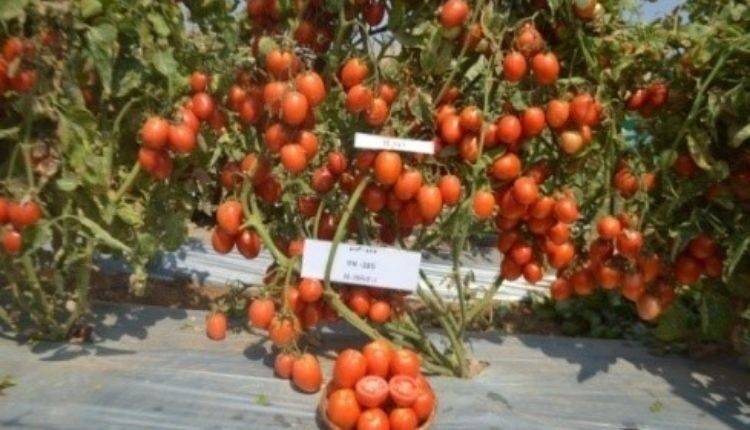 टमाटर की खेती के लिए किस्में (Tomato varieties Farming