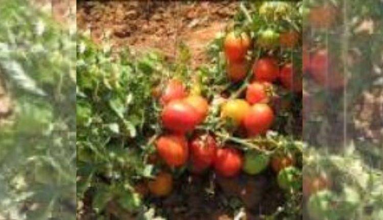 टमाटर की खेती के लिए किस्में (Tomato varieties Farming