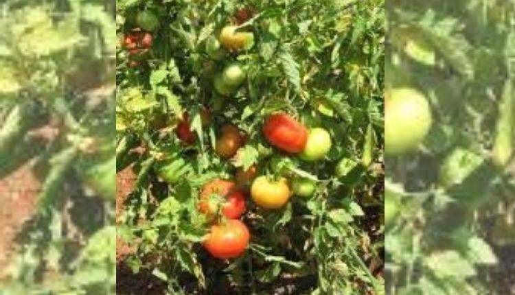 टमाटर की खेती के लिए किस्में (Tomato varieties Farming