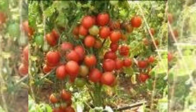 टमाटर की खेती के लिए किस्में (Tomato varieties Farming