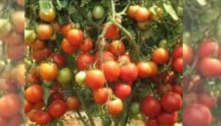 टमाटर की खेती के लिए किस्में (Tomato varieties Farming