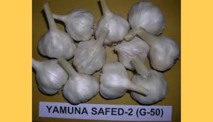 lehsun ki kheti garlic farming लहसुन की खेती और लहसुन की किस्में