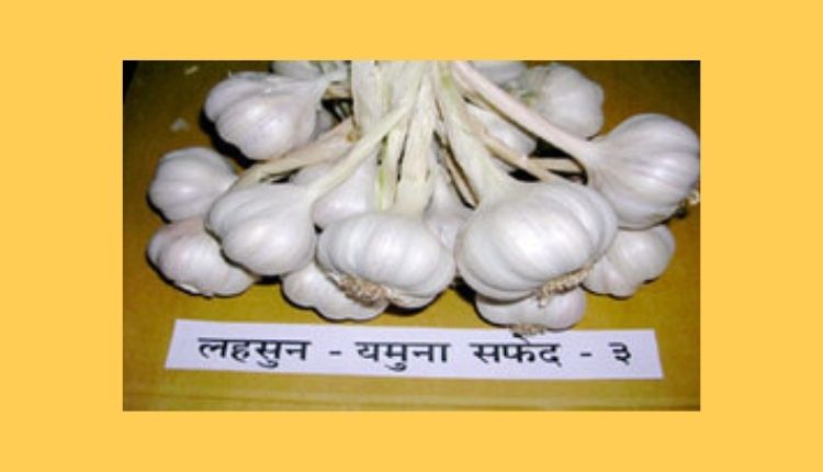 lehsun ki kheti garlic farming लहसुन की खेती और लहसुन की किस्में