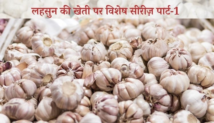 लहसुन की खेती lehsun ki kheti garlic farming लहसुन की खेती और लहसुन की किस्में