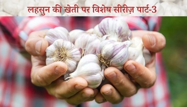 lehsun ki kheti garlic farming लहसुन की खेती में बाज़ार