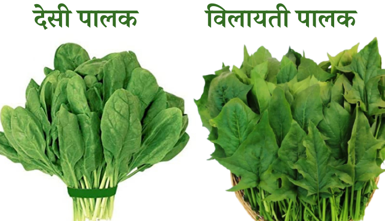 Desi Palak and Vilayti Palak Spinach Varieties