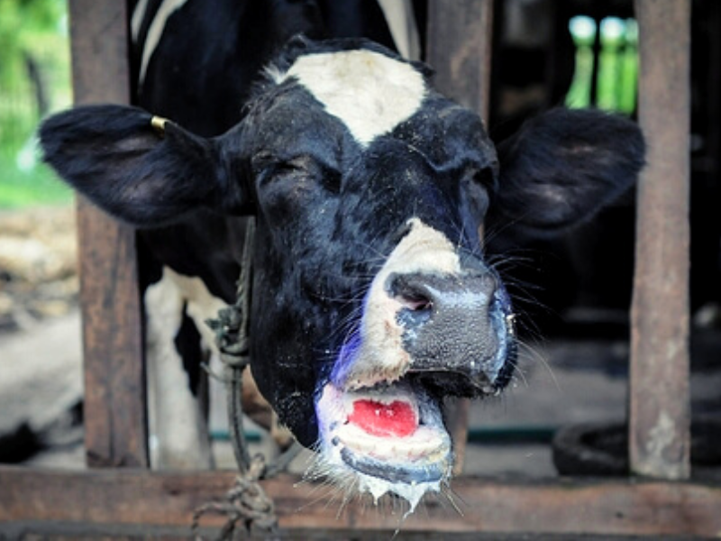 दुधारू पशुओं के रोग dairy animals disease