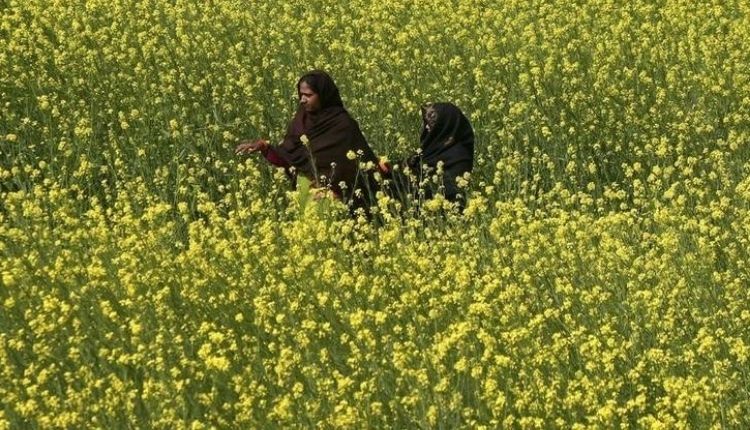 Mustard Crop 