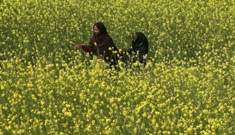 सरसों की फसल सरसों की खेती (mustard farming disease)