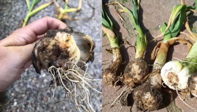 lehsun ki kheti garlic farming and garlic pest and disease लहसुन की खेती और लहसुन के रोग