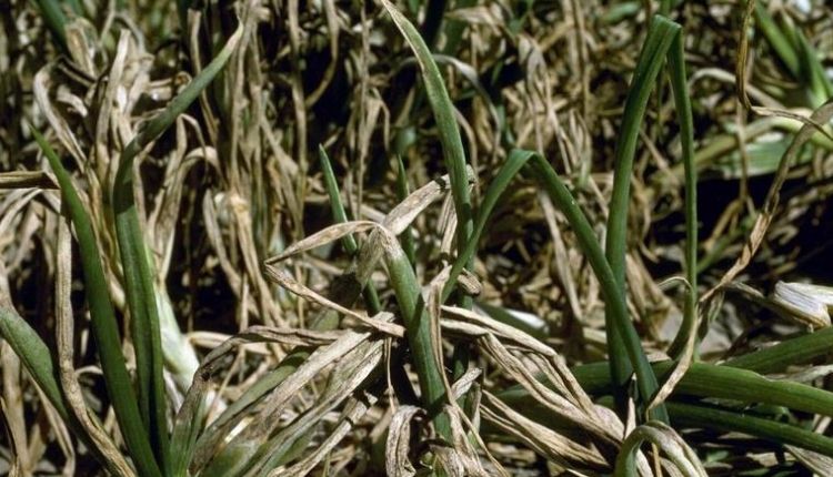 lehsun ki kheti garlic farming and garlic pest and disease लहसुन की खेती और लहसुन के रोग