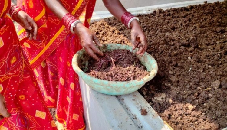  केंचुआ खाद वर्मीकम्पोस्ट कैसे तैयार करें earthworm compost kenchua khaad kaise tayaar karein
