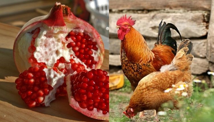 अनार के छिलके मुर्गीपालन मुर्गियों के लिए आहार (pomegranate peel waste benefits)