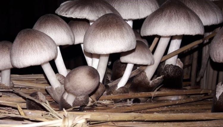 top 5 type of mushrooms मशरूम की किस्में