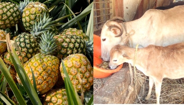 अनानास फल से चारा (pineapple fruit waste as cattle and fodder)