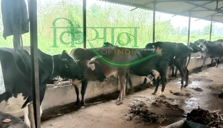 डेयरी सेक्टर के कमाई भैंस पालन (dairy sector business)