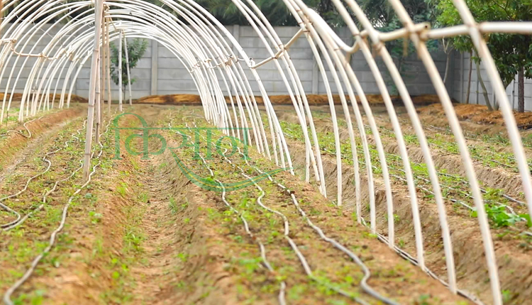 Drip Irrigation Benefits