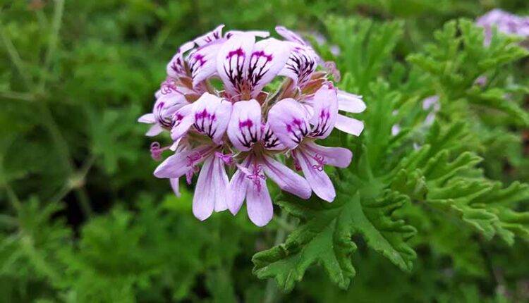 जिरेनियम की खेती geranium farming